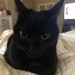 Meet your Posher, Solah